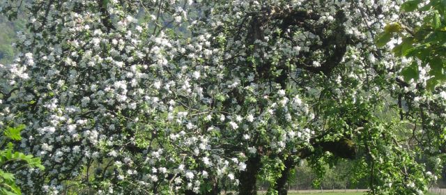 Pommier au printemps 