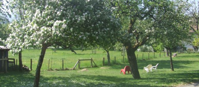 Les arbres du  verger en fleur