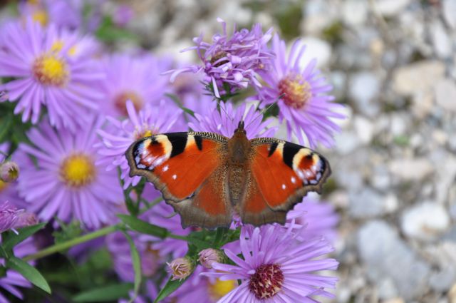 Dans le jardin