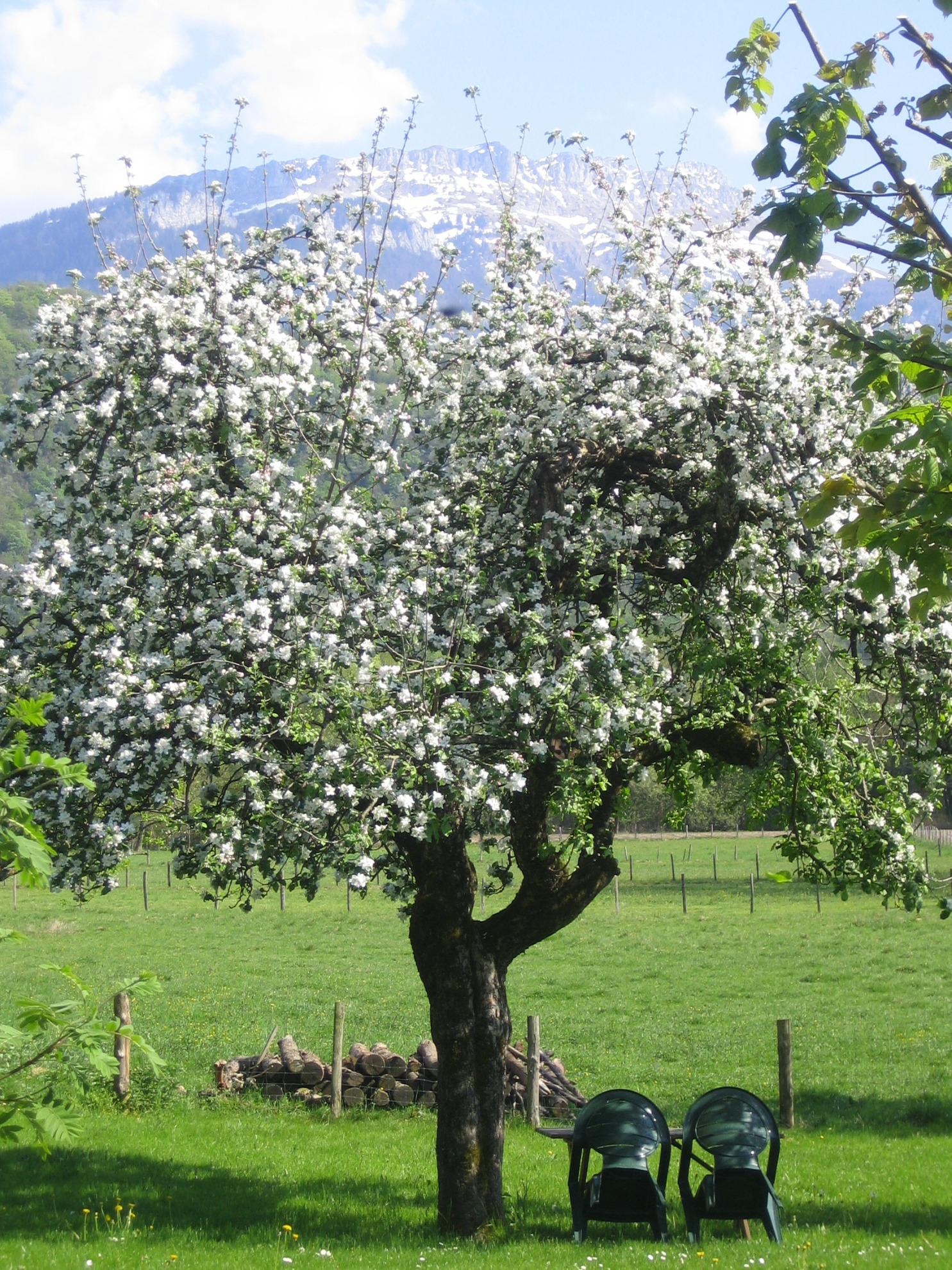Vieux pommier en fleurs - Au Pré Chardon